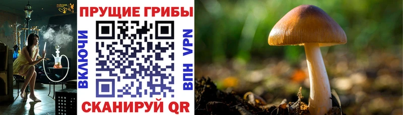 Галлюциногенные грибы Psilocybe  Печора 